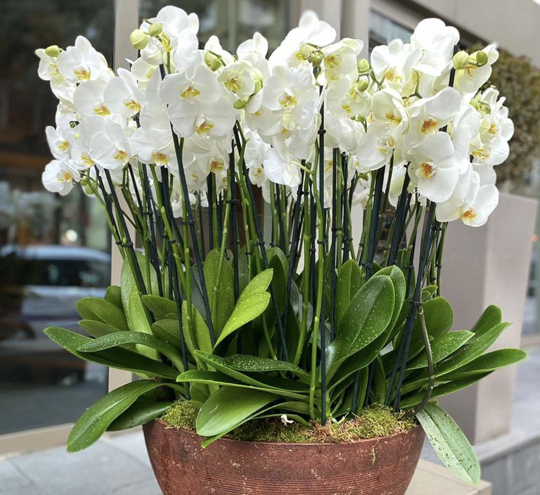 Orkide Çiçeği Bakımı