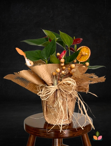 Kırmızı Zarafet Antoryum