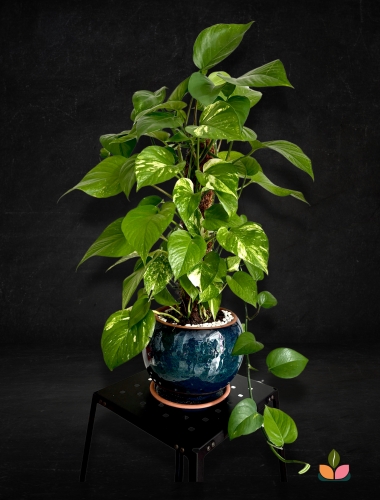 “dev iç mekân sarmaşığı