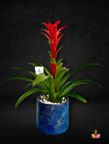 Tropik Güç – XXL Guzmanya