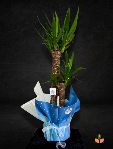 Güç ve Denge – Çift Dallı Yuka