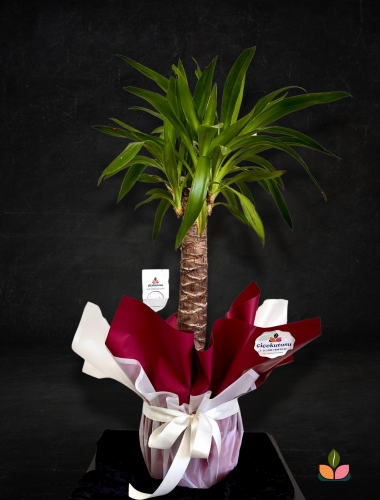 Sade Güç – Tek Dallı Yuka