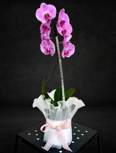 Tek Dallı İncili Mor Orkide
