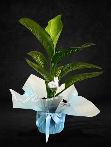 Difenbahya Bitkisi (Dieffenbachia)