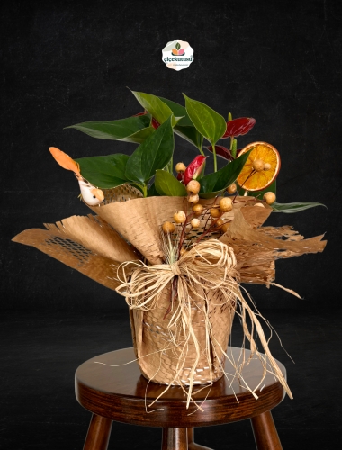 Antoryum Bitkisi (Anthurium)