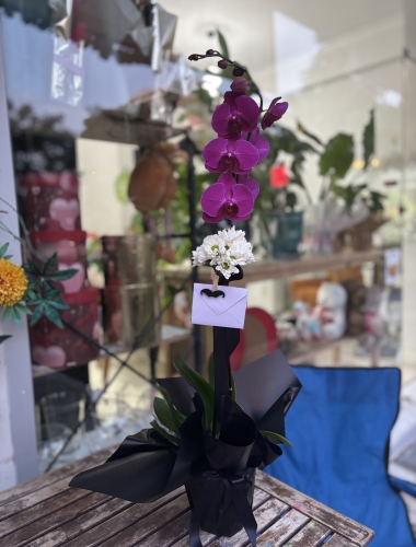 Tek dal mor orkide babalara özel 